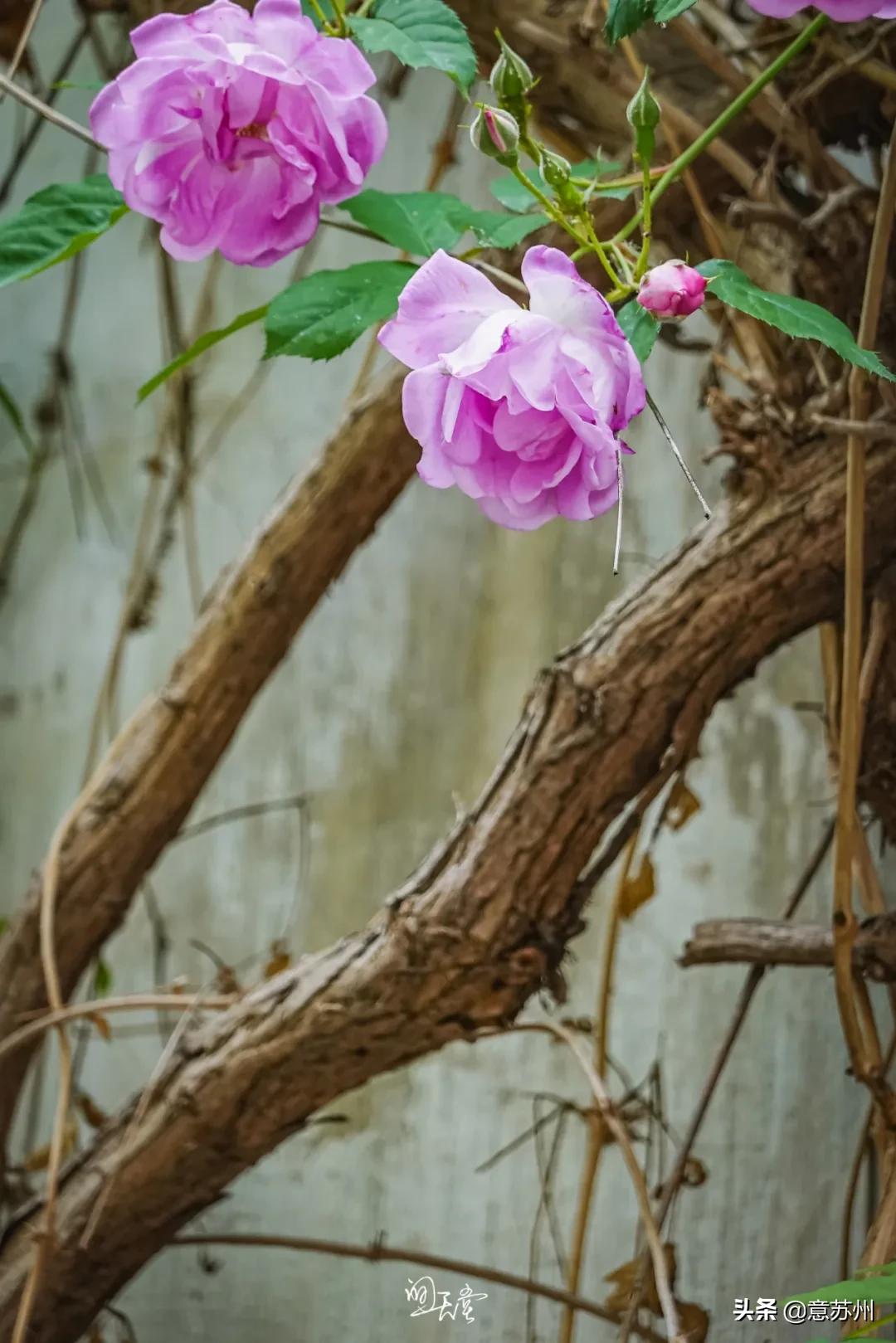 姑苏记艺圃蔷薇,苏州蔷薇艺圃