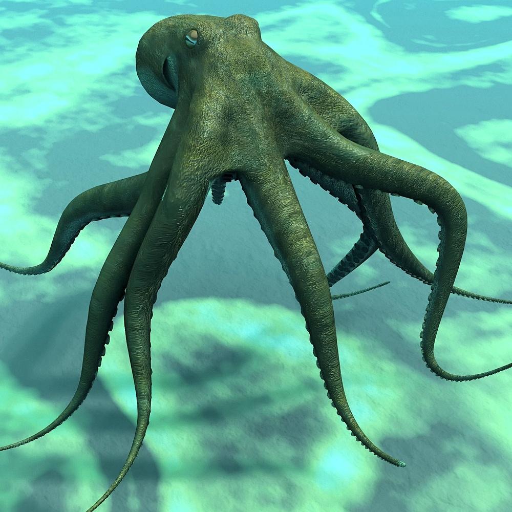 章鱼是外星人后裔？困扰进化论多年，8亿年前就走上了智商捷径