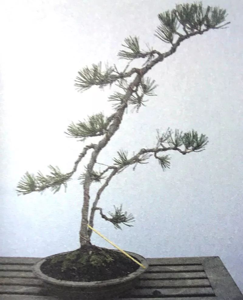 1000元左右黑松盆景,黑松基地黑松盆景