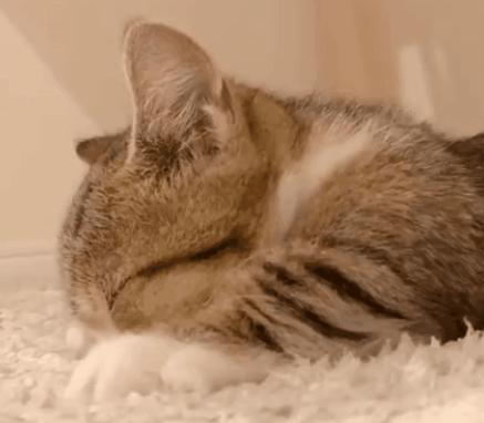 猫咪踩奶的时候看着猫咪会喵喵叫,怎么教不会踩奶的猫咪踩奶