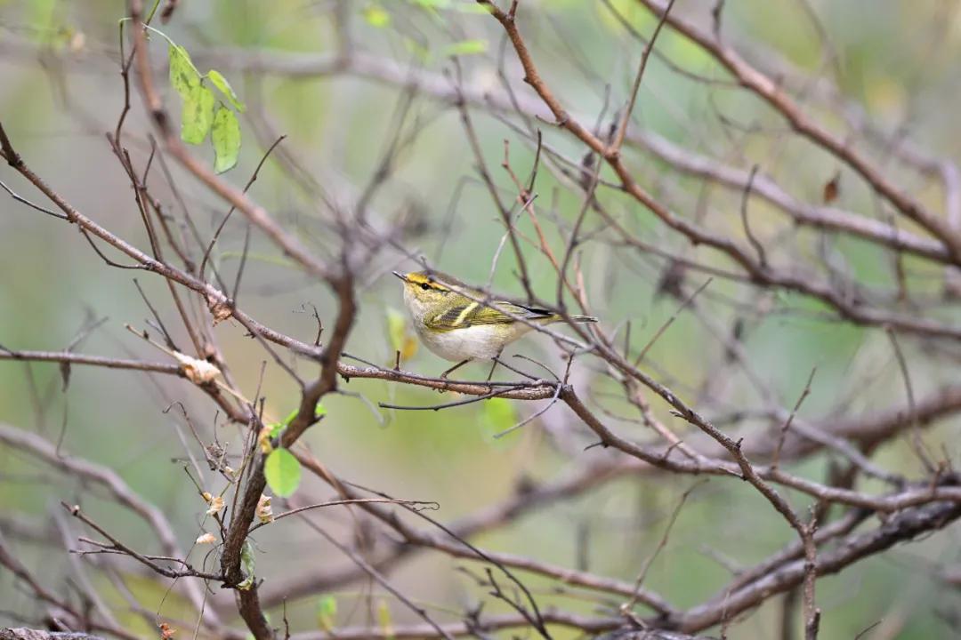 尼康z9旗舰相机详细评测,尼康z9机身的无损变焦功能