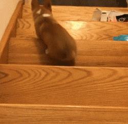 灏忕煭鑵挎煰鍩烘悶绗戣棰戝ぇ鍚堥泦,鍙埍鐨勫皬鐭吙鏌熀鐙楃嫍