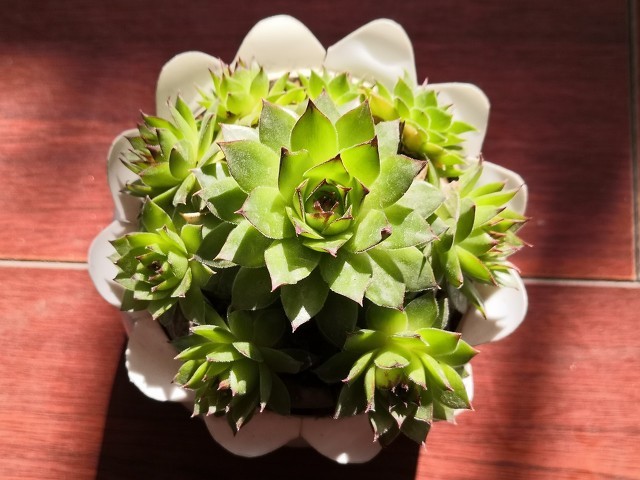 为什么我的观音莲夏天没休眠,观音莲休眠期是什么时间