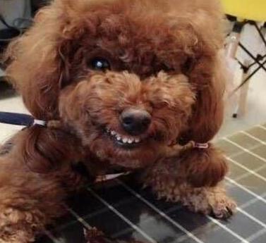 泰迪犬的六大缺点劝你最好别养,泰迪犬特殊的健康问题