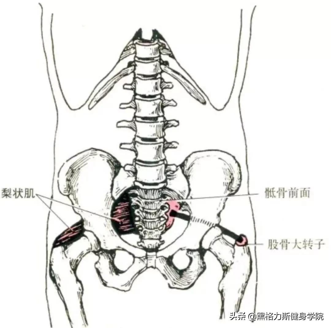 健身腿部解剖动作讲解,健身训练及肌肉解剖图谱大全
