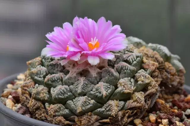 世界上最昂贵的花一朵价值1500万,世界上最高贵的花典雅图文