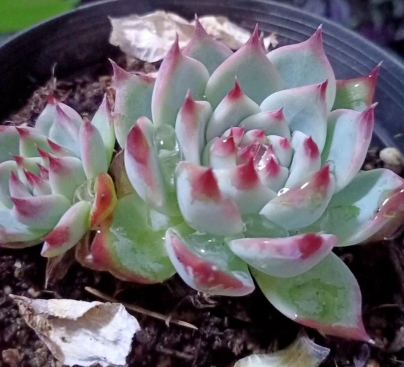 温度低多肉叶子变软,天气变冷多肉烂根掉叶怎么救