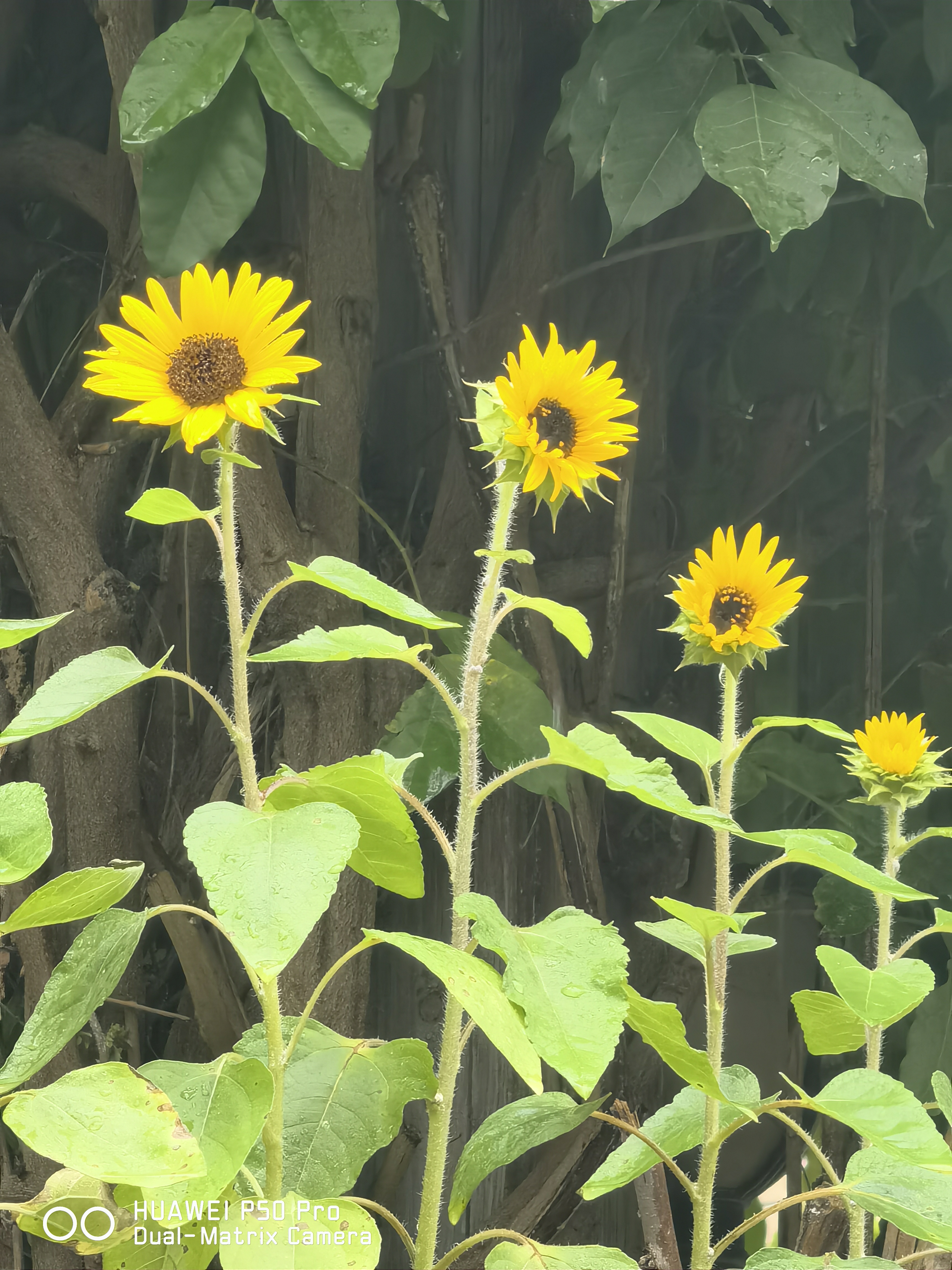 华为p50pro实测,华为p50pro变焦测试