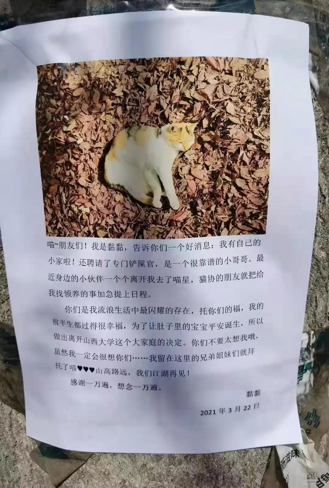 我为什么劝你别学医,在宿舍养猫很后悔