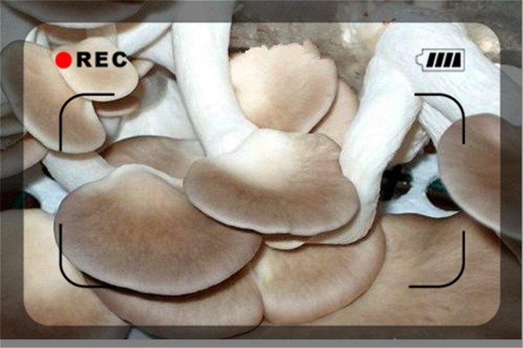 一天收入500的生意,农村小伙一天500元做什么生意好