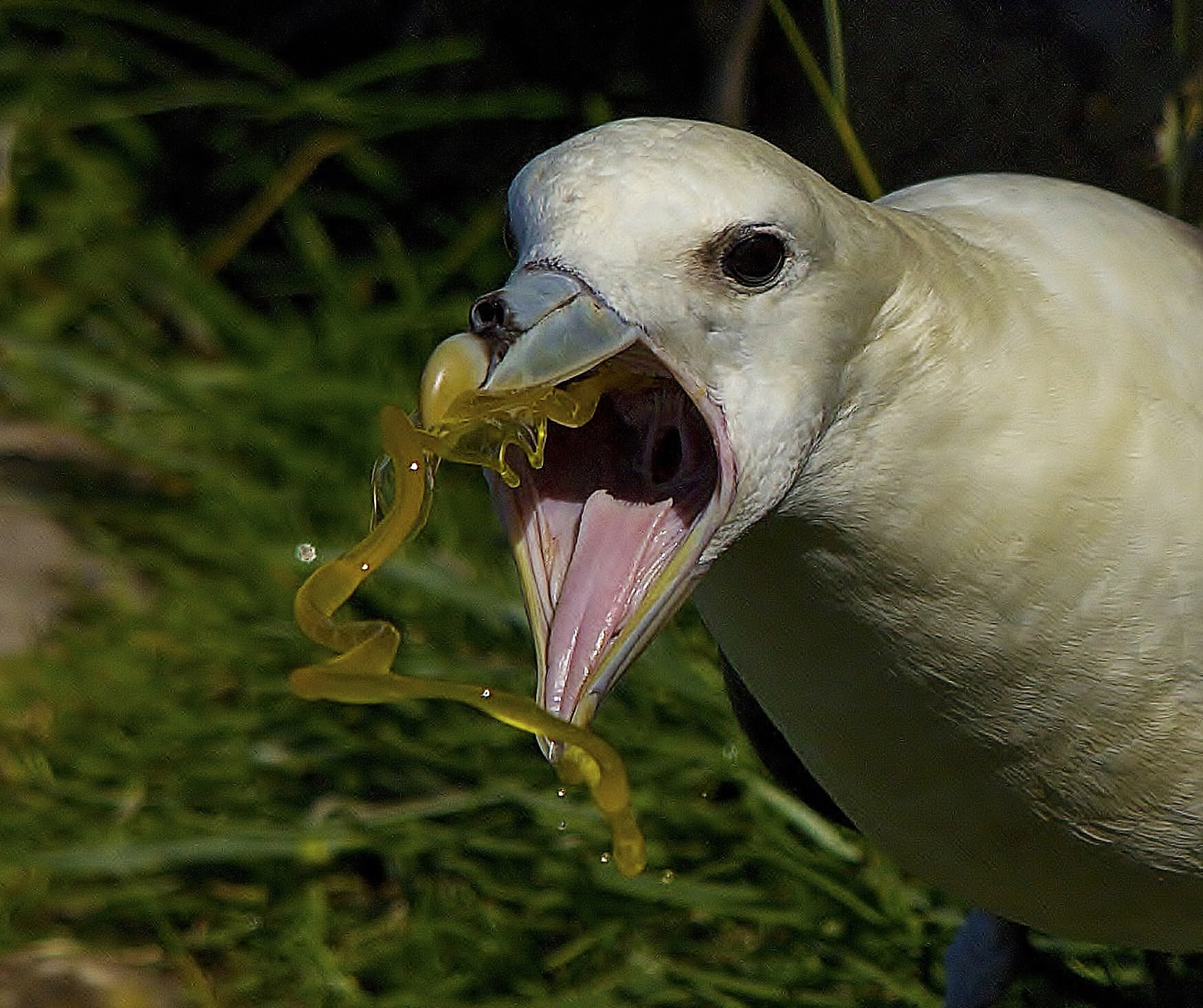 会喷毒液的鸟,会喷臭液的昆虫