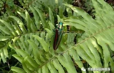 园林春季害虫的预防方法,常见园林害虫种类及主要特征