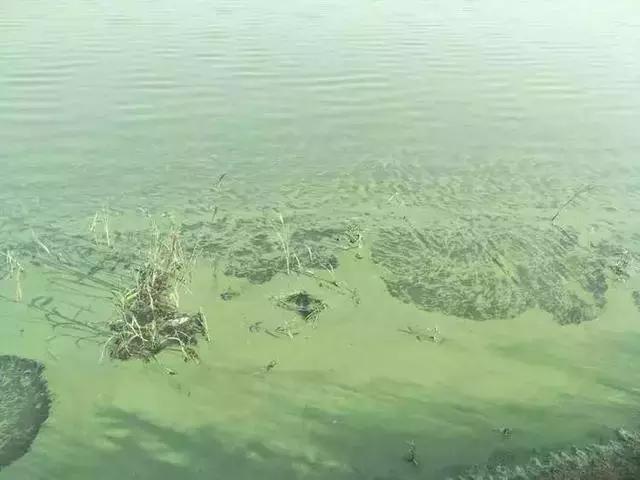 池塘蓝藻如何躲掉？养殖户多年经验，告诉你只要3点