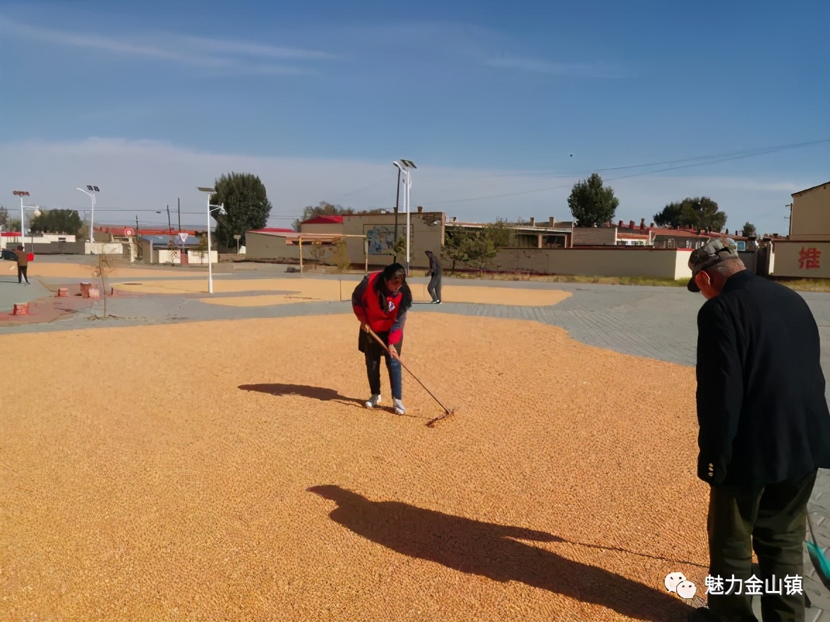 固阳县金山镇新时代文明实践,喜报固阳县文明创建再添荣誉