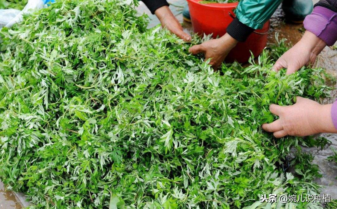 大量收购艾草的利润,艾草利润怎么样