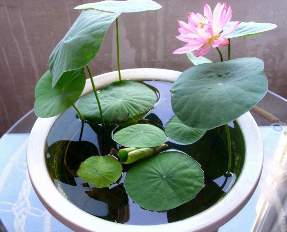 怎样养好碗莲,如何养好碗莲书籍