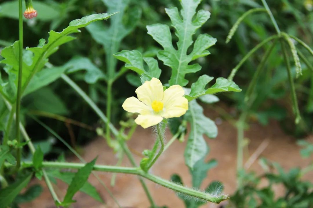 钟山水墨田园山水画廊,钟山水墨画廊要门票吗