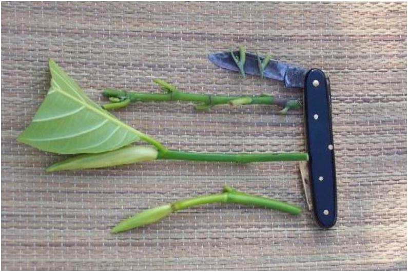 野生菠萝蜜是怎样繁殖的,高压繁殖菠萝蜜树能种吗