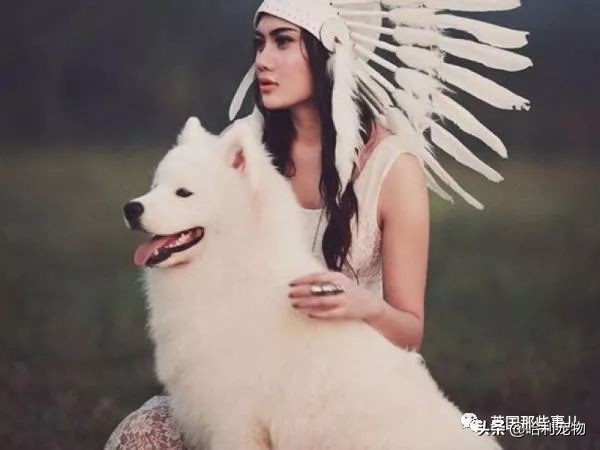 要狗看门？千万别选萨摩耶！这货除了笑不会干别的了