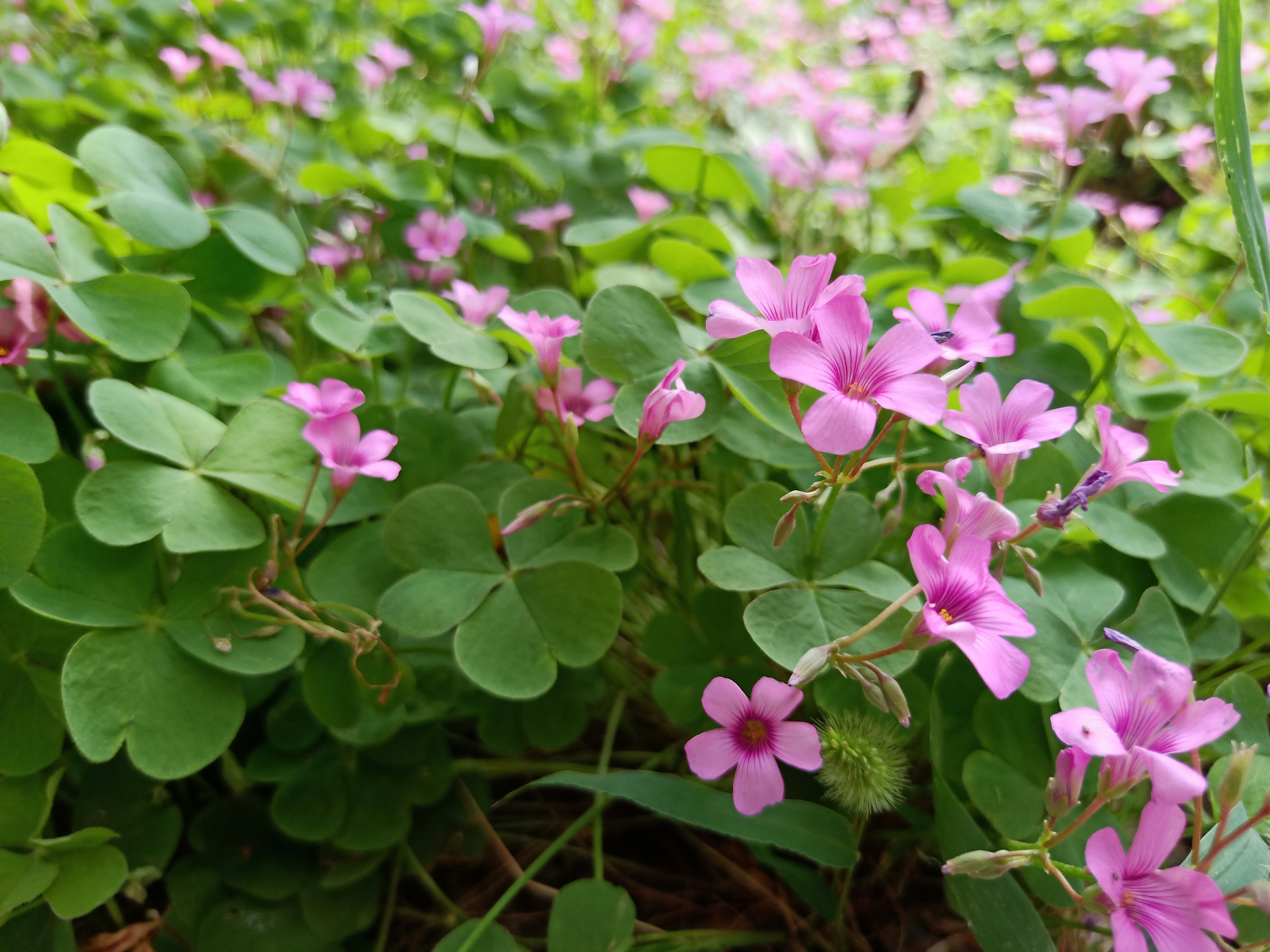 参与慈善温暖你我——丰荫明德小学参加“9·5”《慈善法》宣传日活动（组图）