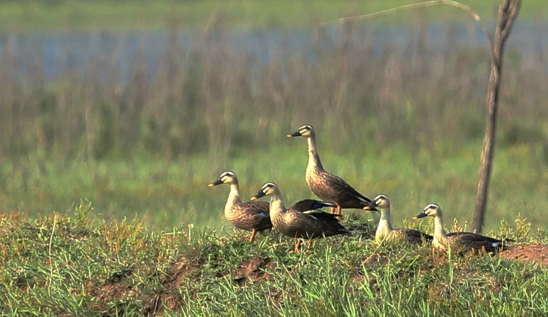 涂上黄色的“润唇膏”,TA就是野鸭中最靓的仔