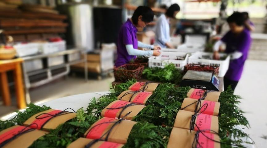 杨梅采收期间要注意什么,杨梅采摘后管理技术