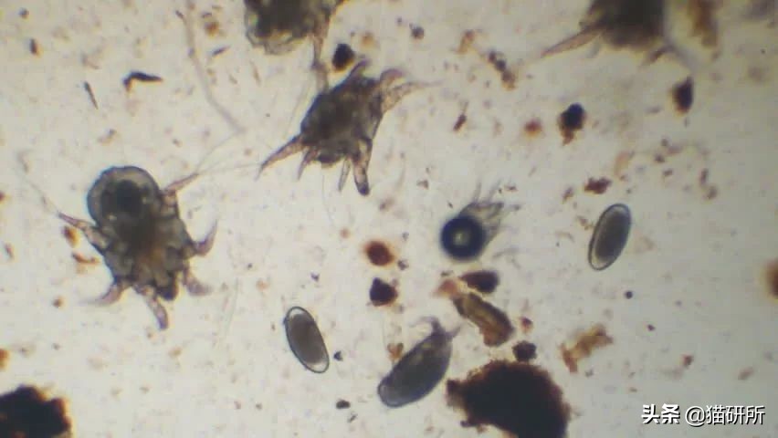 专业宠医答疑:新猫进家前必做的6项体检,万万不可少!