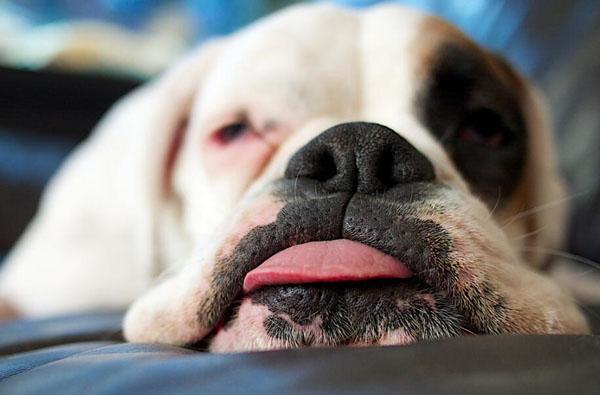 宠物狗口臭是什么原因引起的,宠物狗有口臭该怎么处理