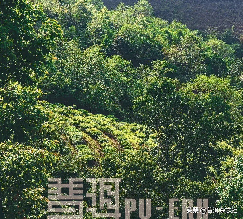 古树茶贵但贵的不一定是古树,古树茶好喝吗值得买吗知乎