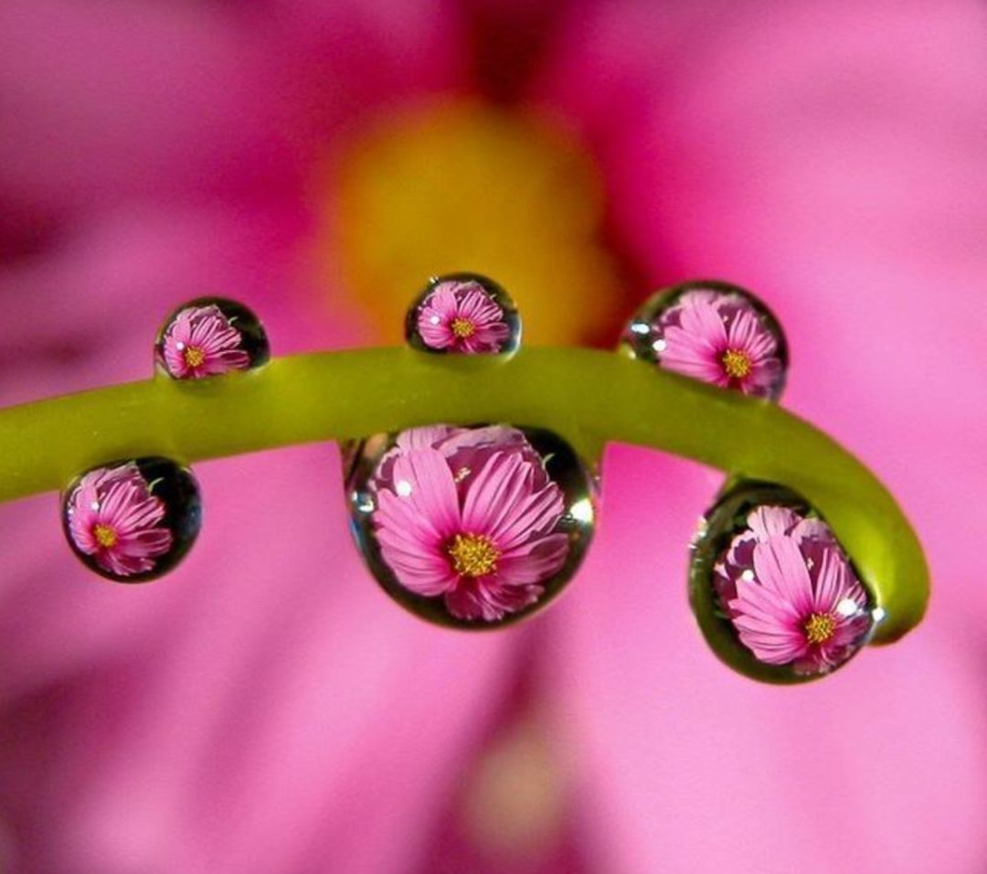 苹果xr手机拍照微距怎么弄,小米手机微距拍摄技巧