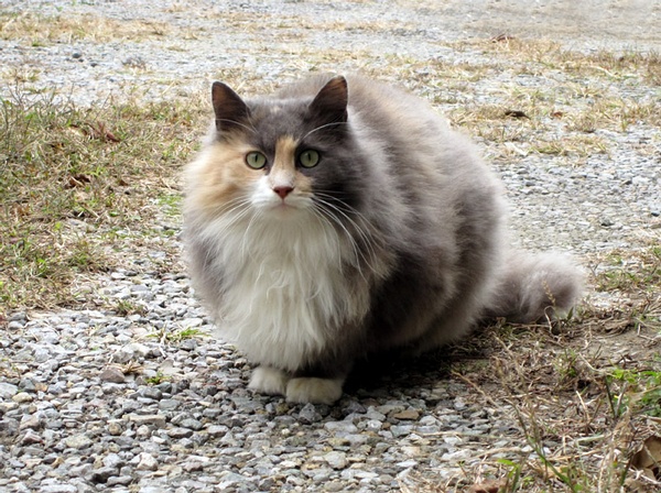 名贵猫咪的品种及图片大全,十大名贵猫咪品种排行榜