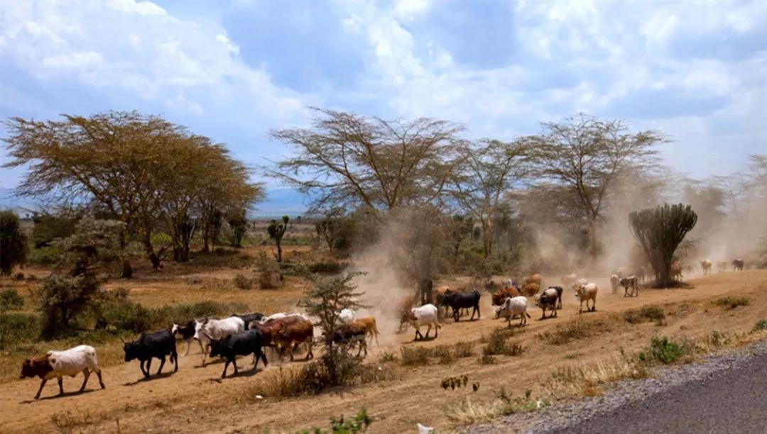 世间稀有的白色长颈鹿母子，在非洲被残忍猎杀，发现时只剩骨骼