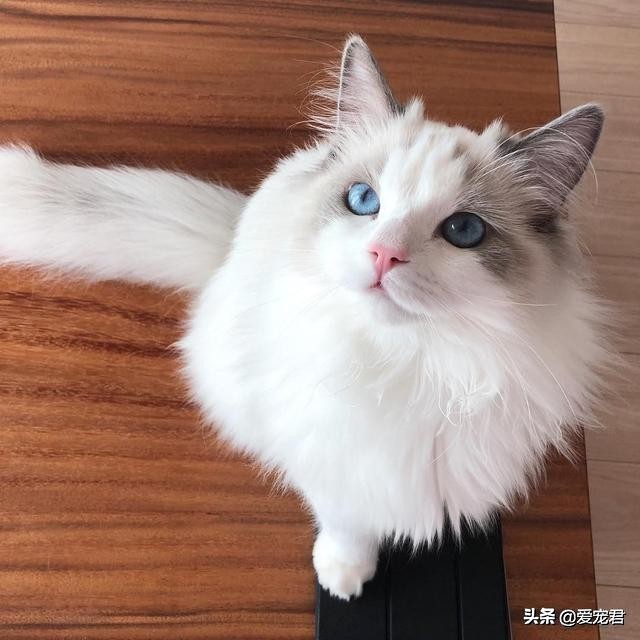 比较忙没有时间陪猫咪,经常上班没空陪猫咪可以吗