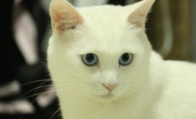 猫咪胡须的动作解释,猫咪胡须一长一短