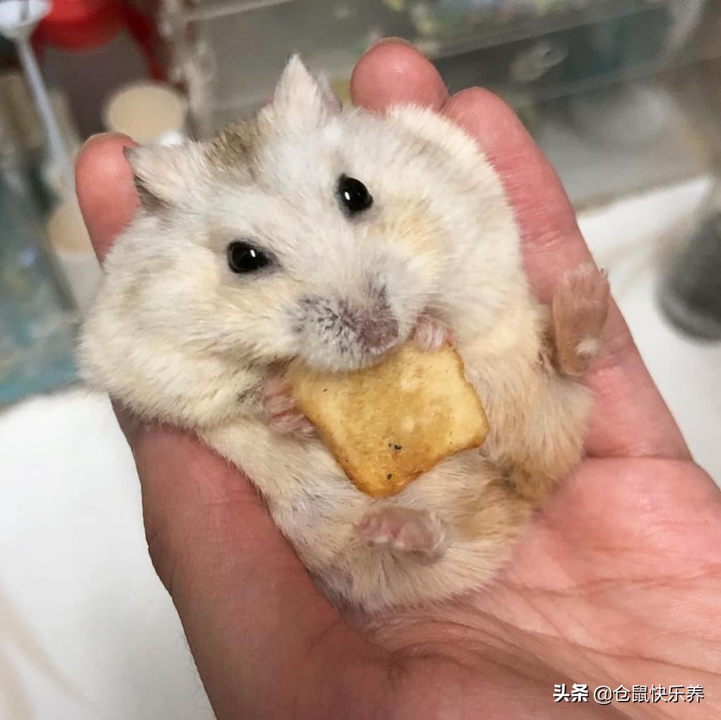 仓鼠躺着一动不动只喘气,仓鼠躺着不动了身上还湿一块