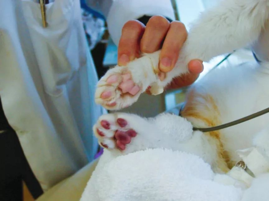 猫咪急救手册,猫咪动脉血栓取出