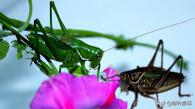 《蚰子》作者：赵中岳