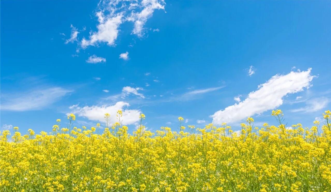 赏油菜花攻略,寻找最美油菜花可去这十大景点