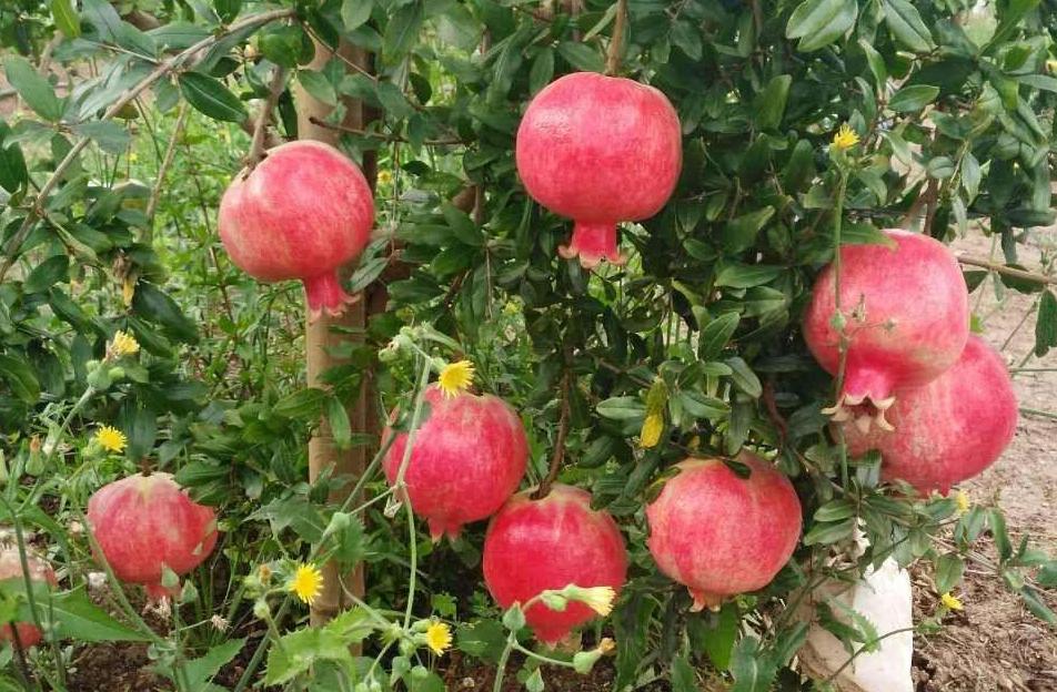 石榴干腐病防控措施,石榴叶枯病防治方法