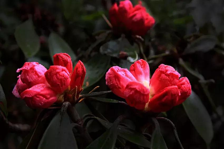 凉山最漂亮的花海,西昌赏花攻略