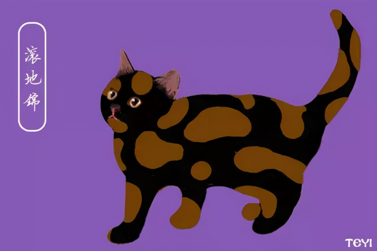 中华田园猫的品种介绍和图片大全,常见中华田园猫品种名称