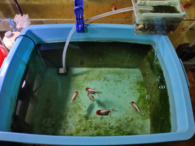 养观赏鱼水需要过滤吗,过滤箱养鱼漏水怎么处理