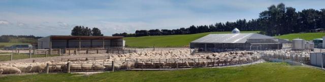 羊奶粉是最好的奶粉,羊奶粉是不是最好的奶粉