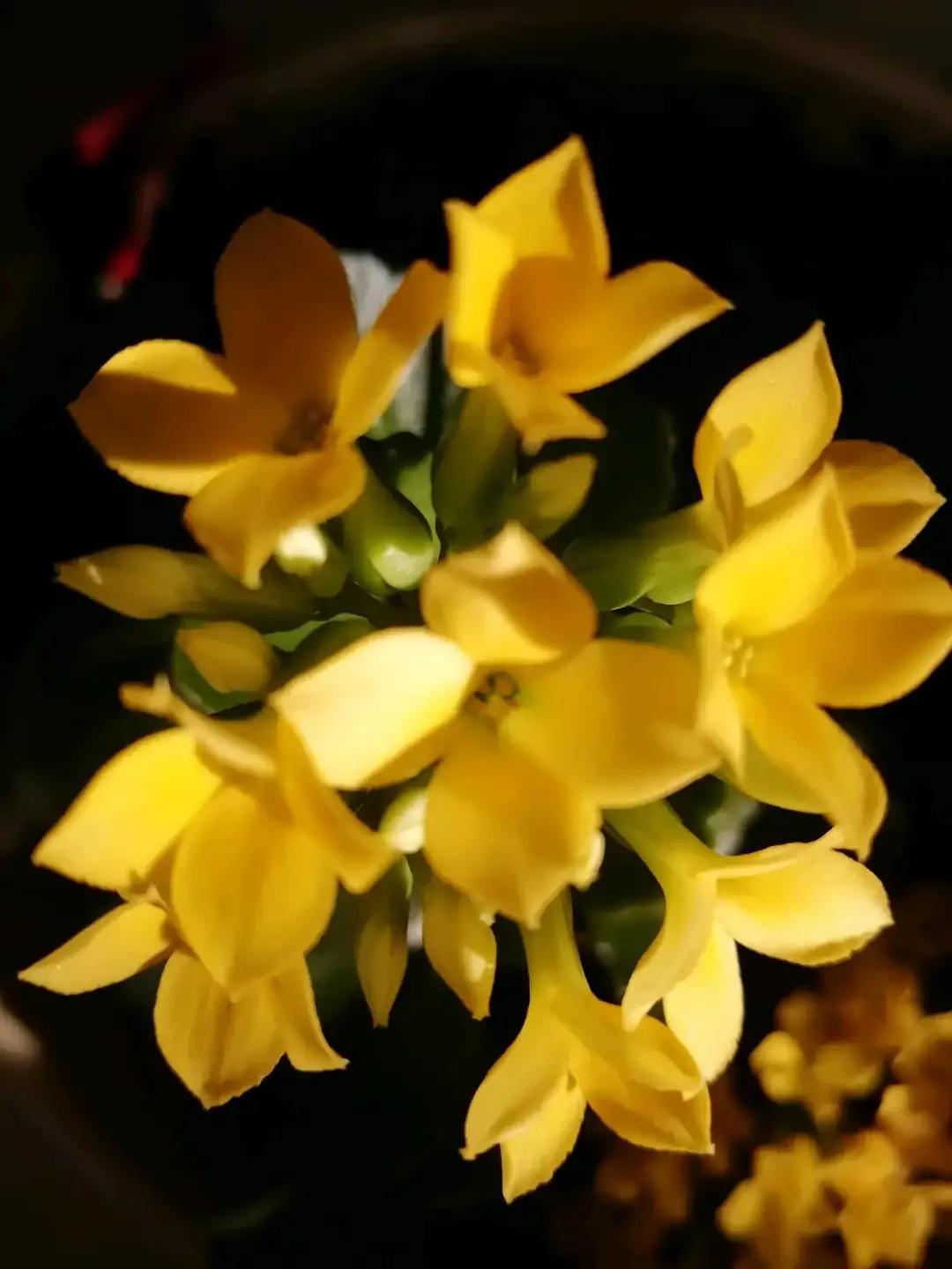 单瓣长寿花品种大全图,长寿花单瓣最好看的品种