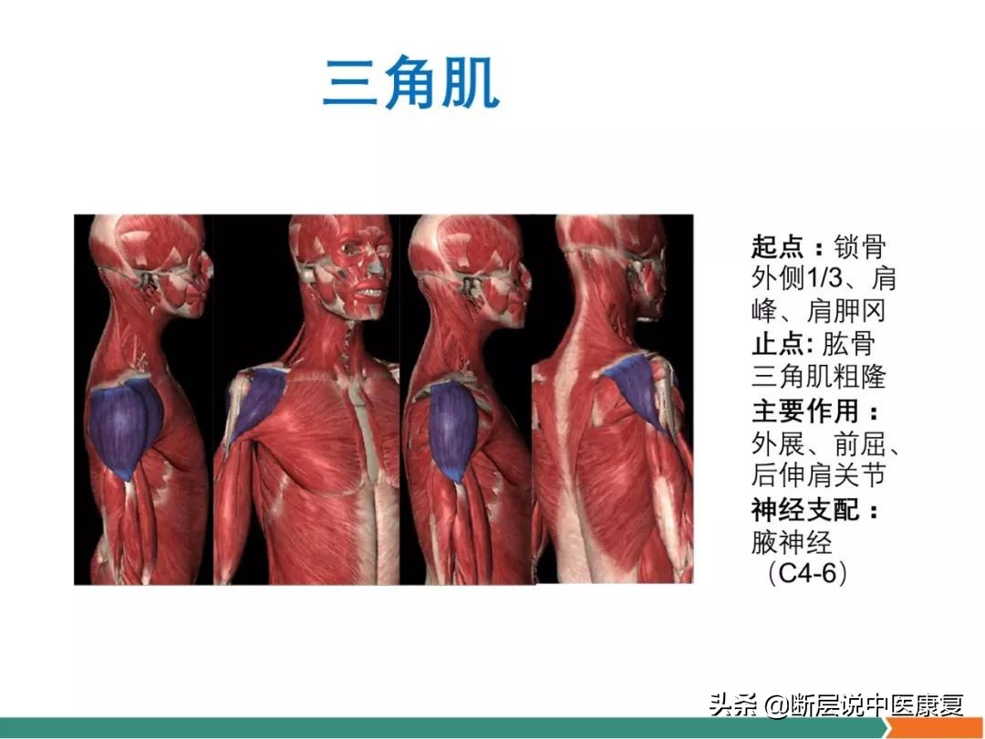 肩部肌肉解剖图详细图,肩部的16块肌肉分布图