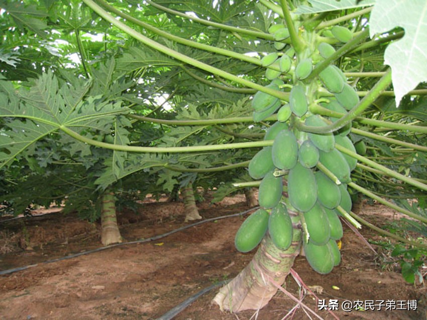 番木瓜苗期管理,番木瓜怎样断头种植