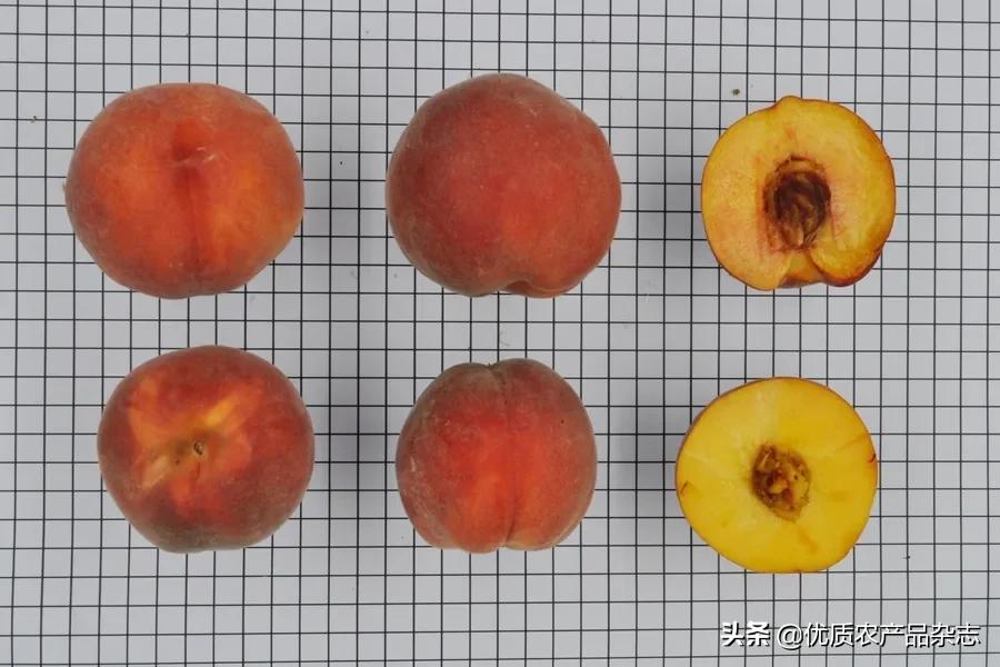 什么种类的黄桃最好吃又甜,鲜食黄桃品种哪个最好吃