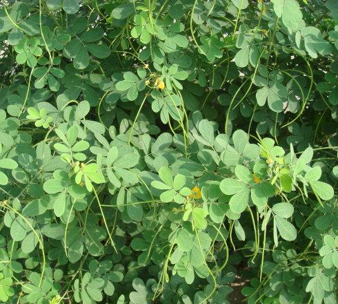 每日一中药茯苓,中医药材决明子