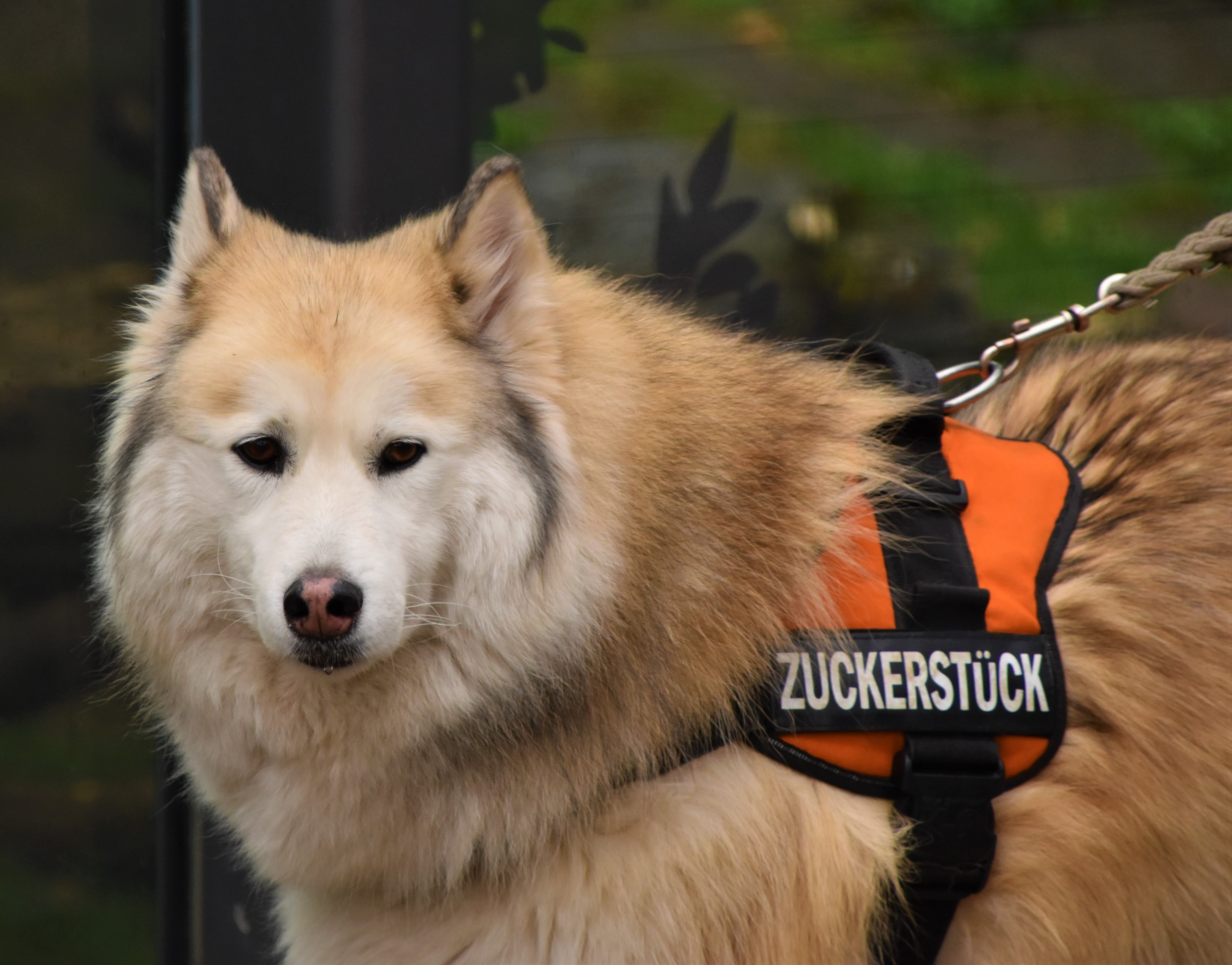 为什么都说哈士奇很二,都说哈士奇额头有三把火才是纯的