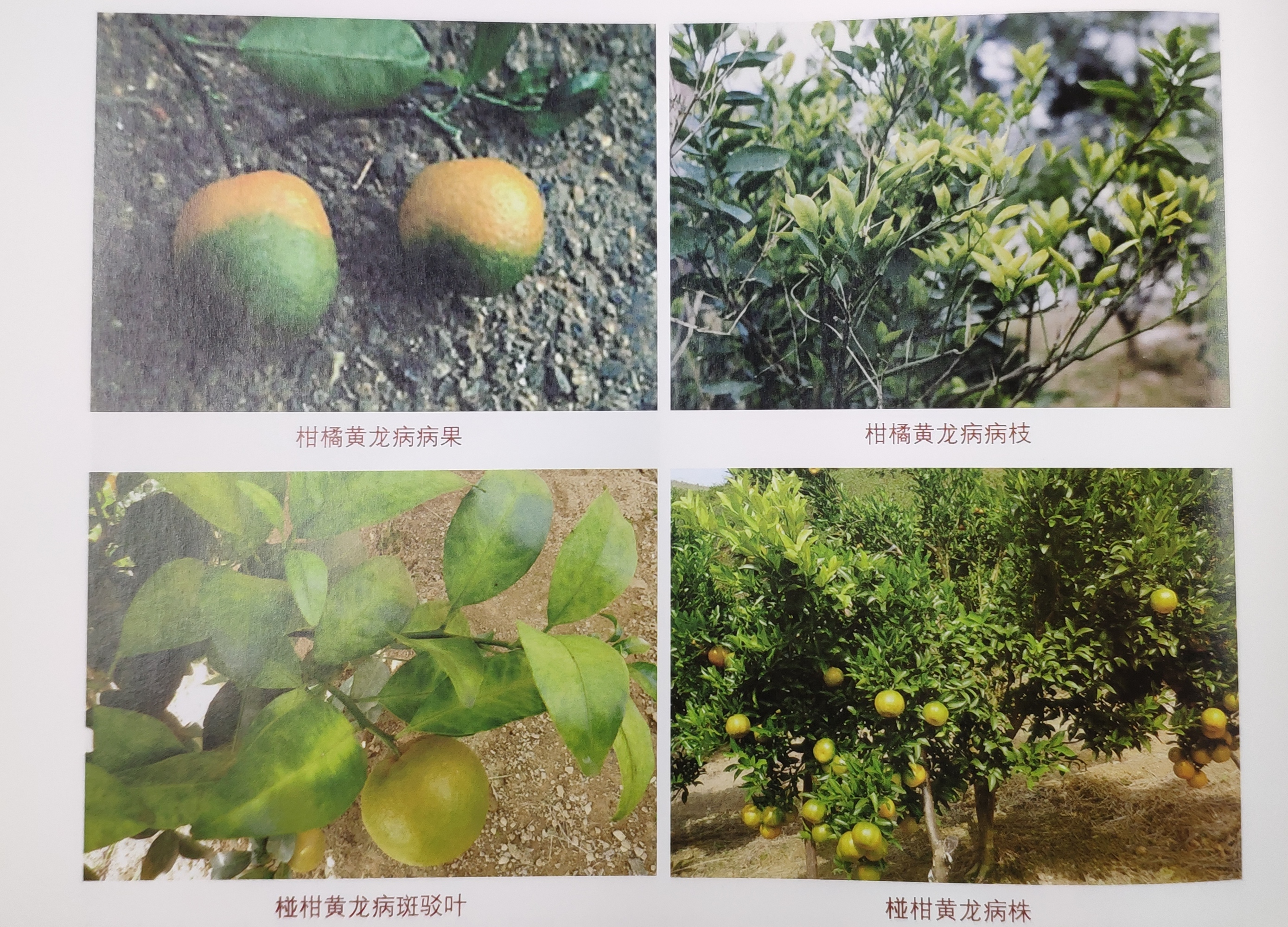 柑橘黄龙病靠什么传播,柑橘黄龙病危害部位